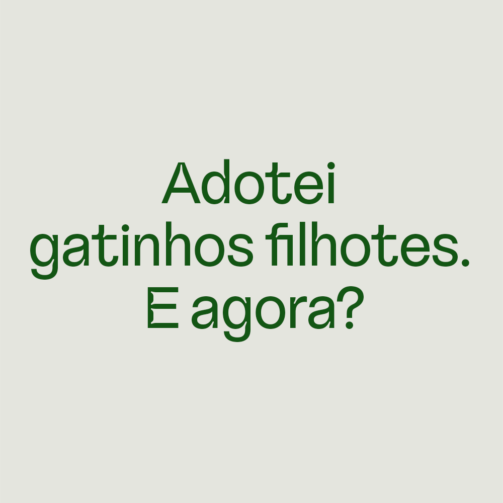 Guia de cuidados básicos com gatinhos filhotes