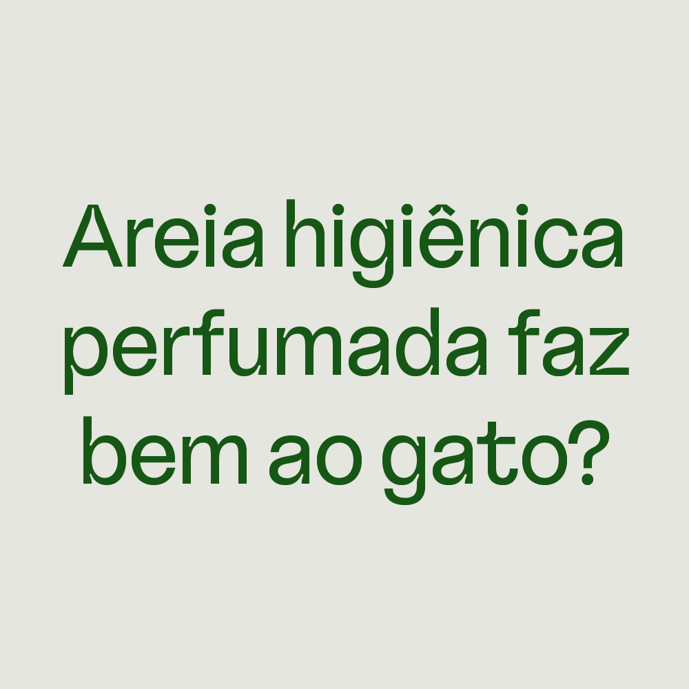 Problemas que areias perfumadas podem gerar para os gatos